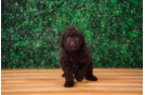 Cute Mini Labradoodle Poodle Mix Pup