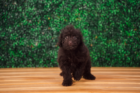 Cute Mini Labradoodle Poodle Mix Pup