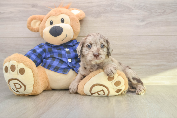 Mini Labradoodle Pup Being Cute