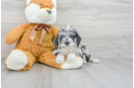Mini Labradoodle Puppy for Adoption