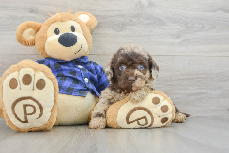 Happy Mini Labradoodle Baby