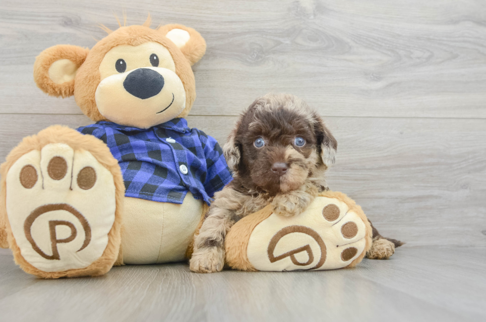 6 week old Mini Labradoodle Puppy For Sale - Puppy Love PR