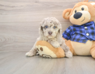 7 week old Mini Labradoodle Puppy For Sale - Puppy Love PR