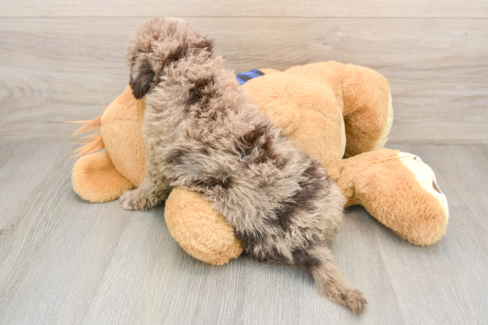 Mini Labradoodle Puppy for Adoption