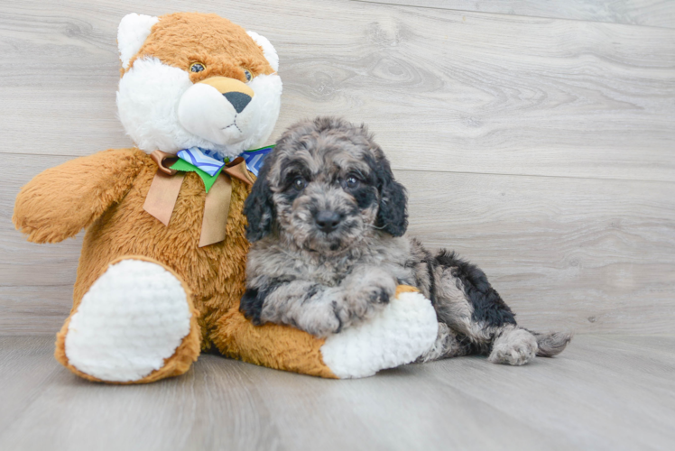 Cute Labrador Poodle Mix Puppy