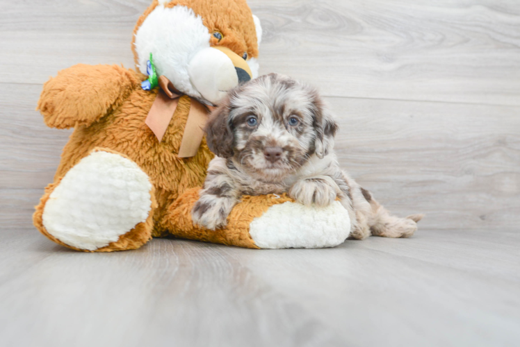 Mini Labradoodle Pup Being Cute