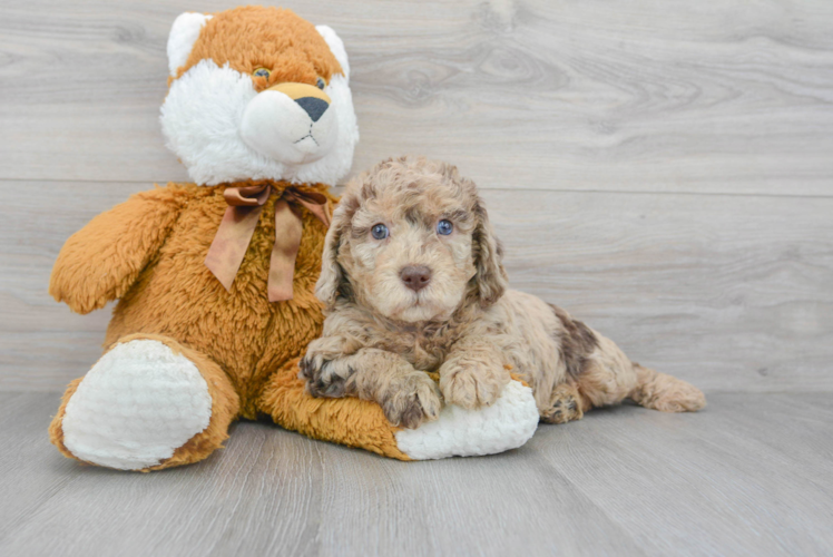 Petite Mini Labradoodle Poodle Mix Pup