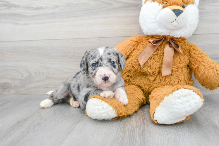 Meet Shadow - our Mini Labradoodle Puppy Photo 1/3 - Puppy Love PR Mini Labradoodle Puppy for Adoption