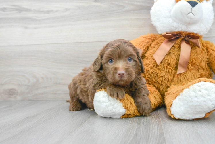 Meet Shadow - our Mini Labradoodle Puppy Photo 1/3 - Puppy Love PR Best Mini Labradoodle Baby