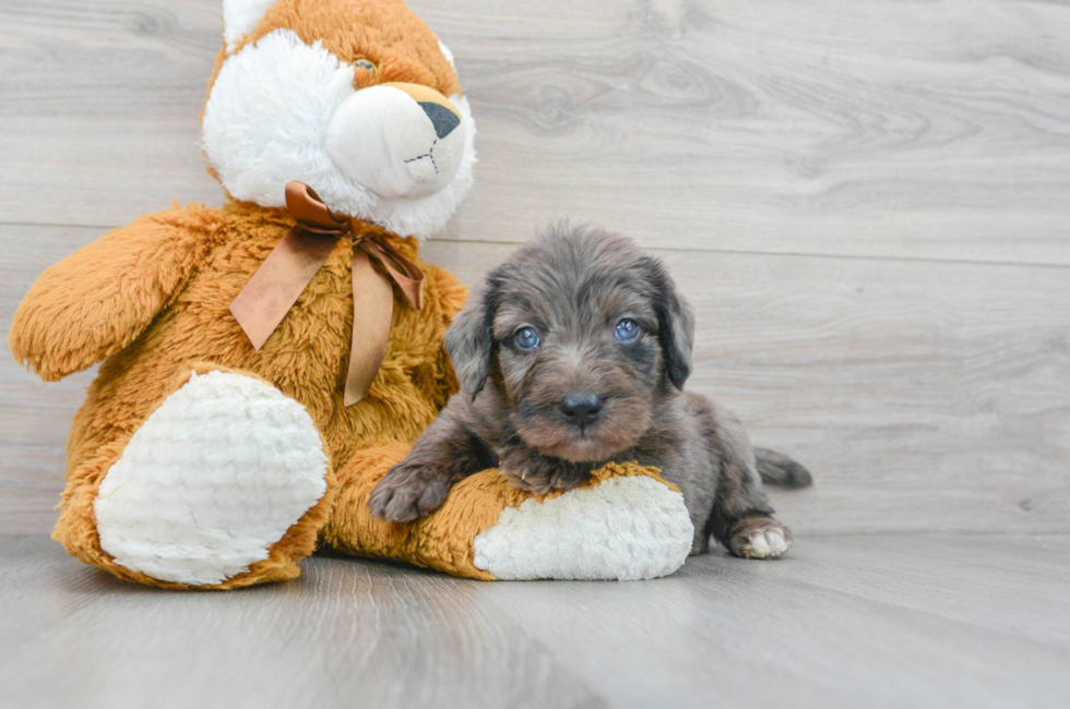 6 week old Mini Labradoodle Puppy For Sale - Puppy Love PR