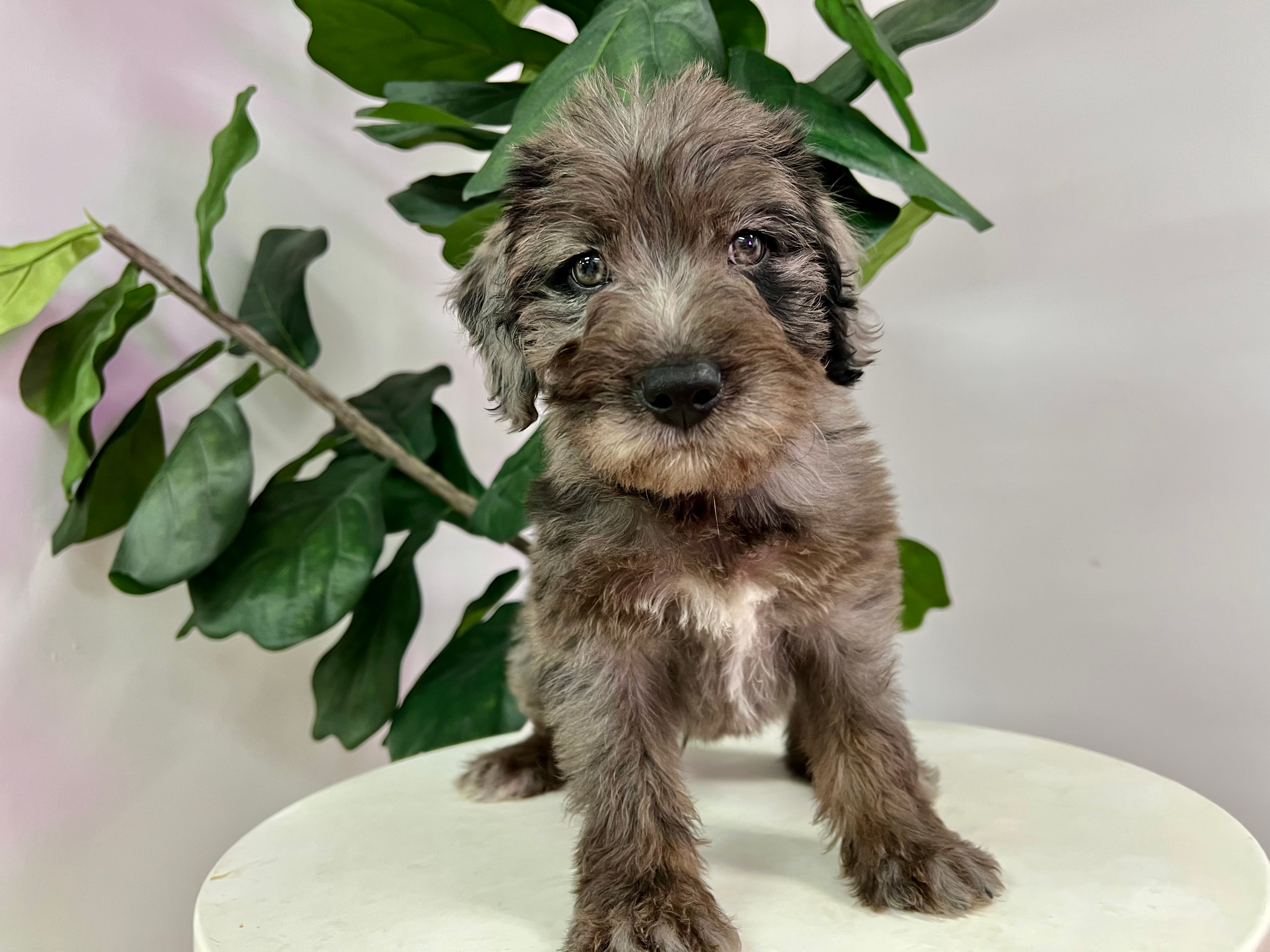 Cute Labrador Poodle Mix Puppy