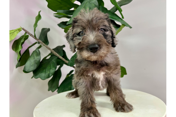 Cute Labrador Poodle Mix Puppy