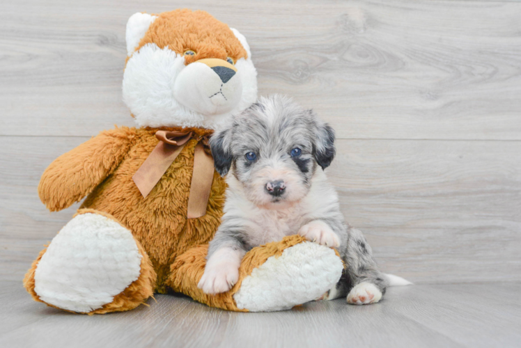 Meet Shinola - our Mini Labradoodle Puppy Photo 1/3 - Puppy Love PR Best Mini Labradoodle Baby