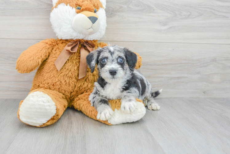 Mini Labradoodle Pup Being Cute