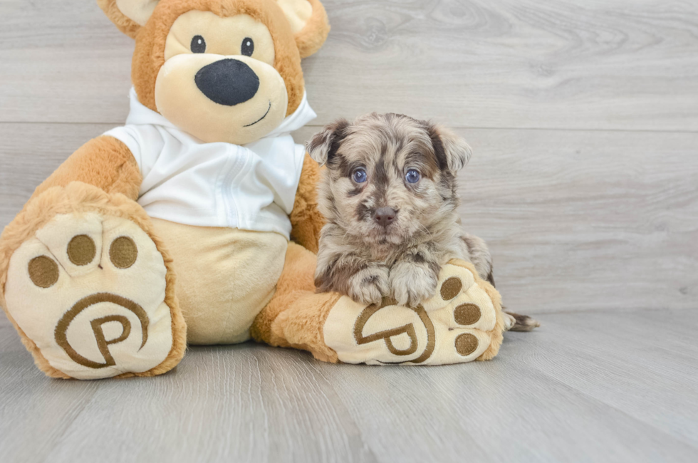 6 week old Mini Labradoodle Puppy For Sale - Puppy Love PR