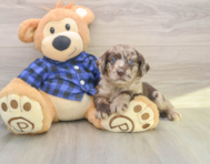 5 week old Mini Labradoodle Puppy For Sale - Puppy Love PR