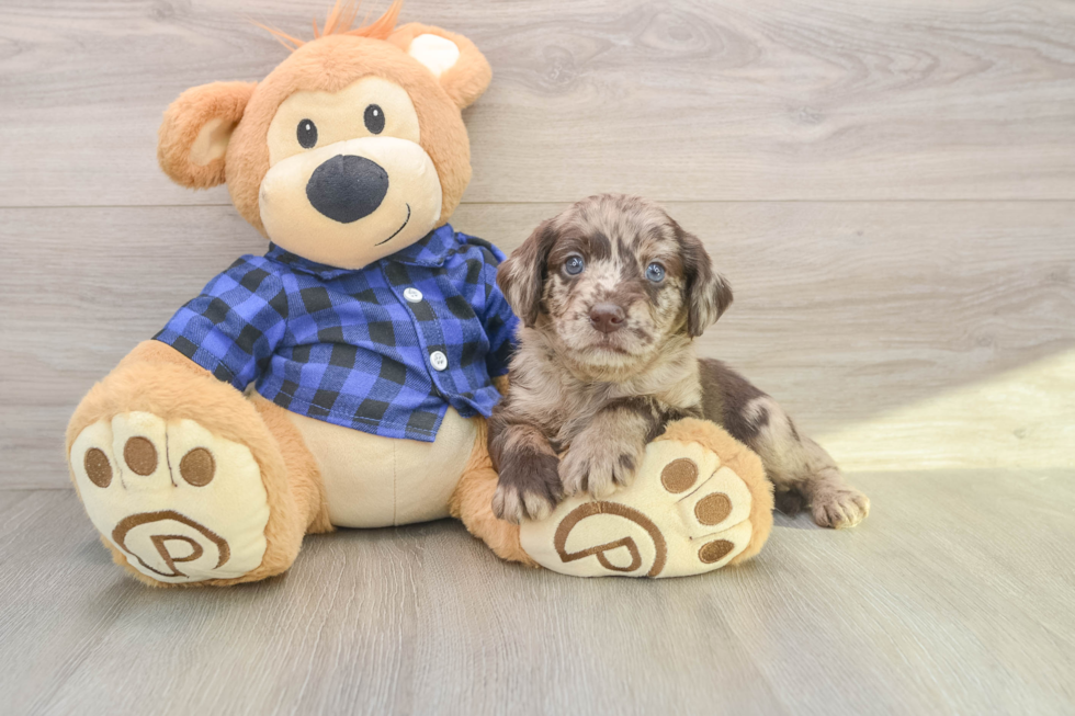 Smart Mini Labradoodle Poodle Mix Pup