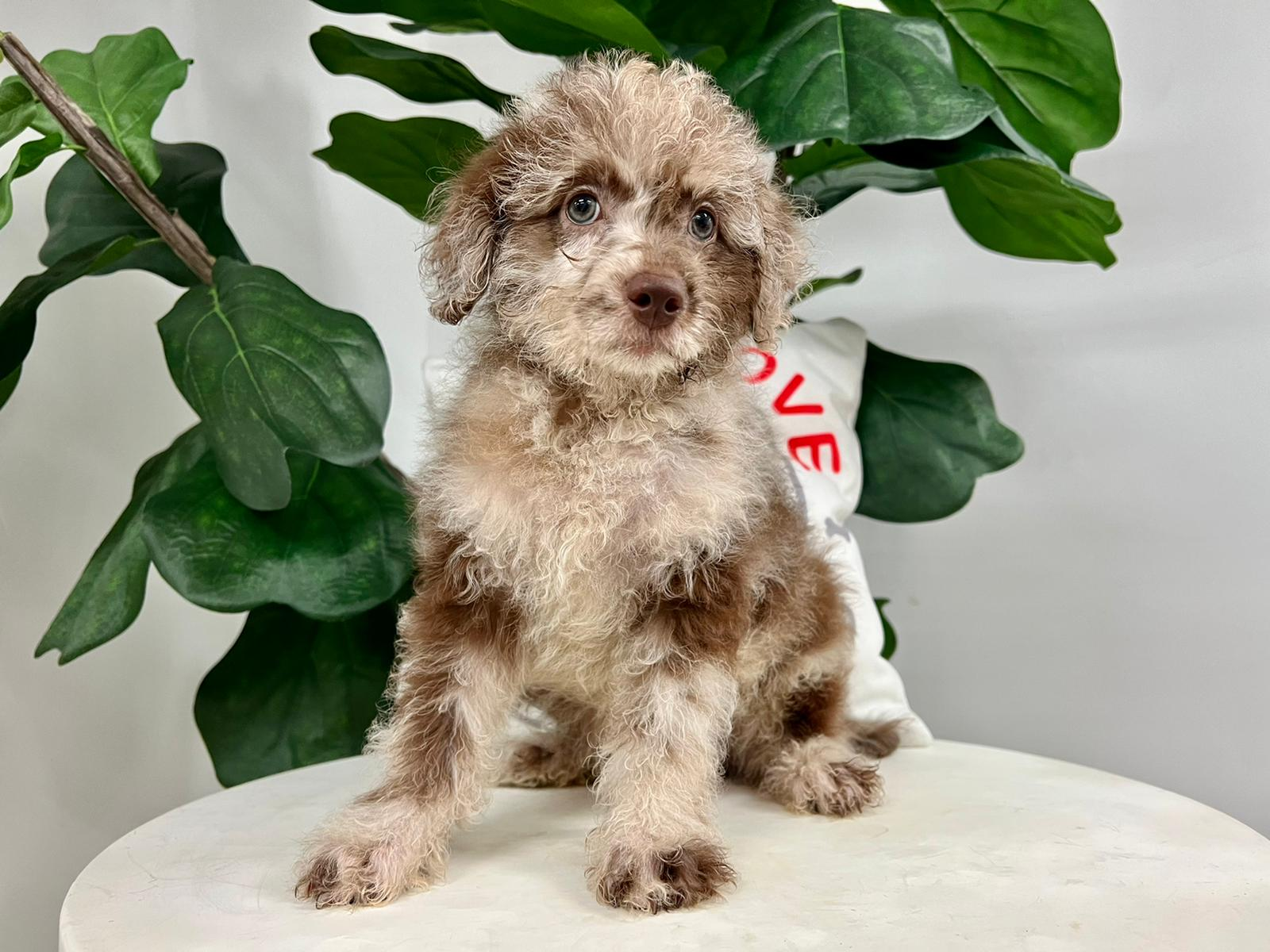 Cute Mini Labradoodle Poodle Mix Pup