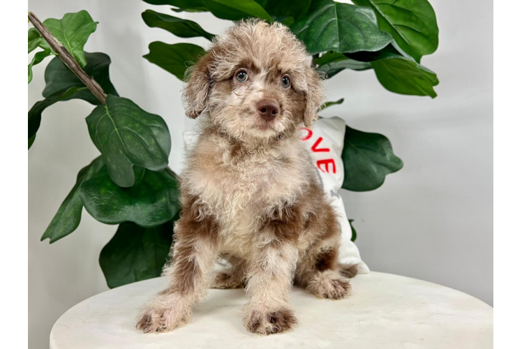 Cute Mini Labradoodle Poodle Mix Pup