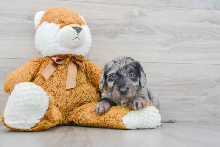 Meet Sig - our Mini Labradoodle Puppy Photo 1/3 - Puppy Love PR Mini Labradoodle Puppy for Adoption