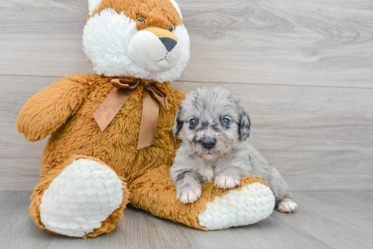 Mini Labradoodle Pup Being Cute