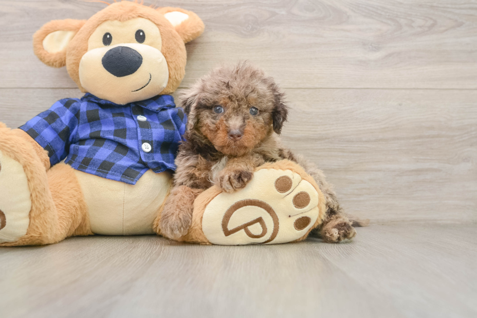 Hypoallergenic Labrapoo Poodle Mix Puppy