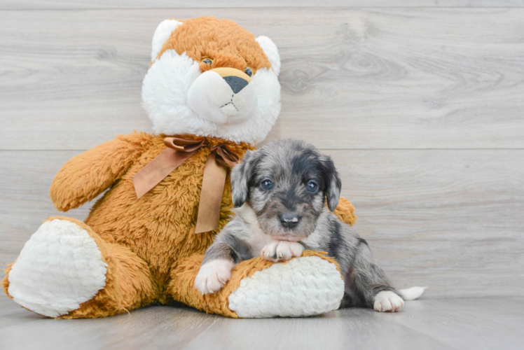 Mini Labradoodle Pup Being Cute