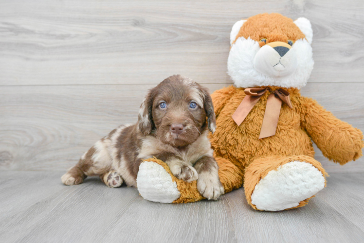 Mini Labradoodle Pup Being Cute