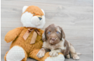 Sweet Mini Labradoodle Baby