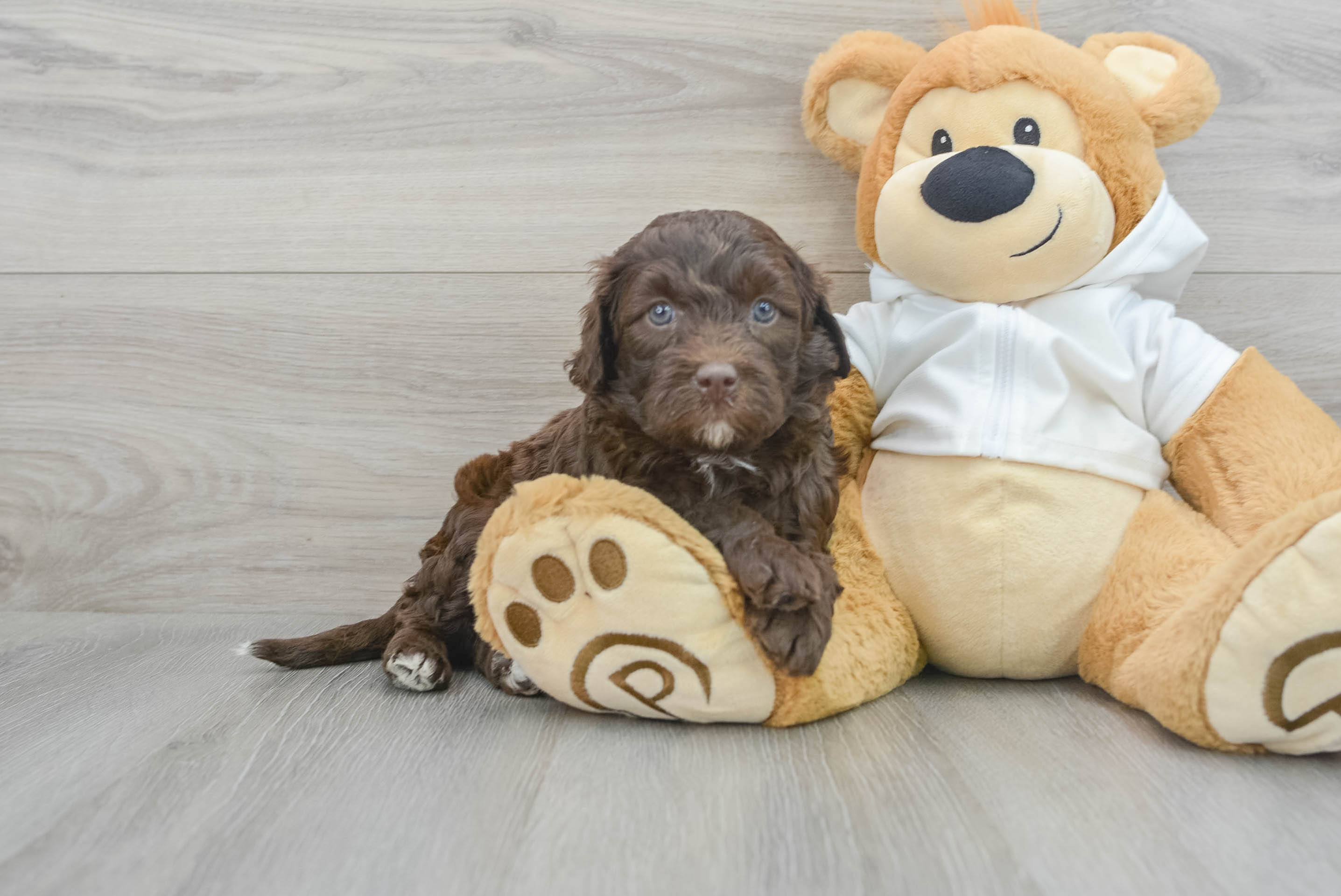 Funny Mini Labradoodle Poodle Mix Pup