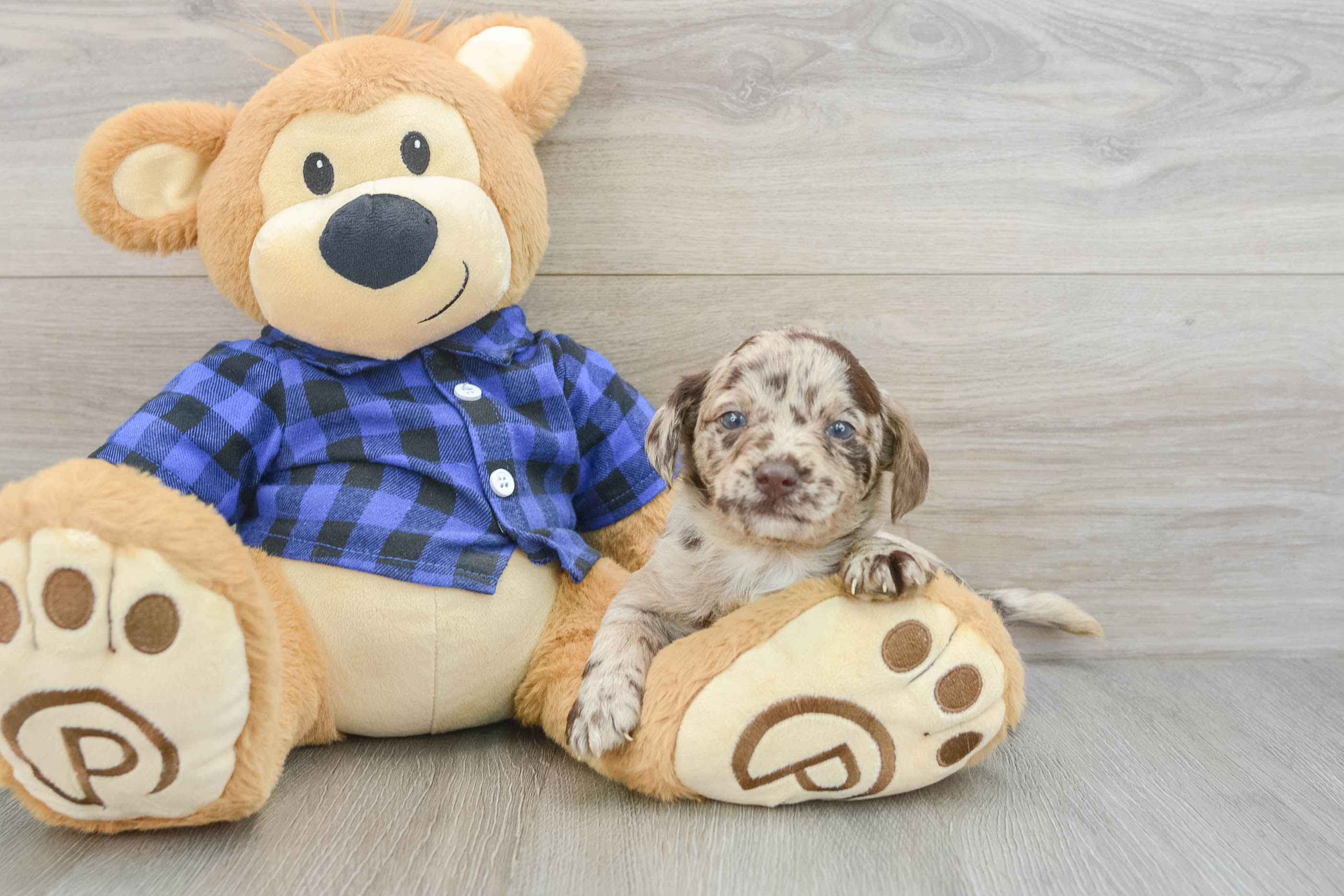 Mini Labradoodle Pup Being Cute