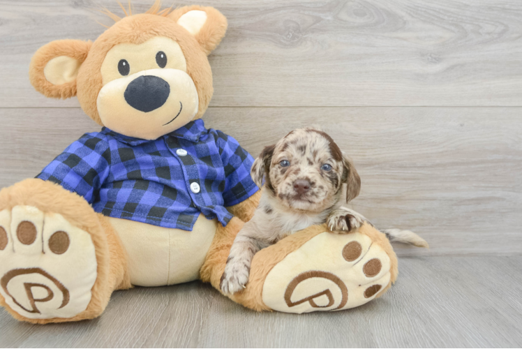 Mini Labradoodle Pup Being Cute
