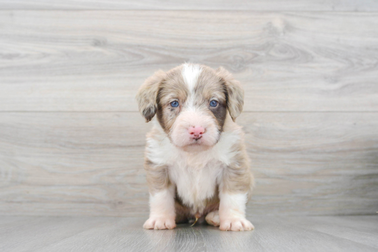 Mini Labradoodle Puppy for Adoption