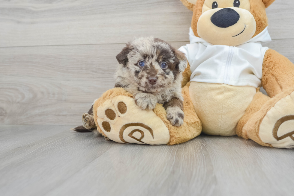 Mini Labradoodle Puppy for Adoption