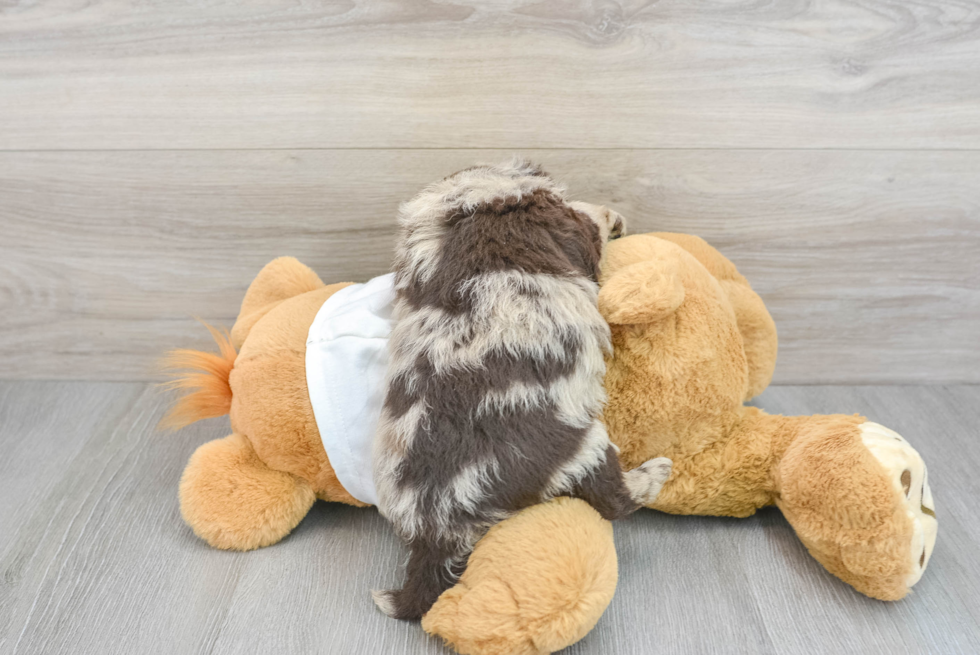 Mini Labradoodle Puppy for Adoption
