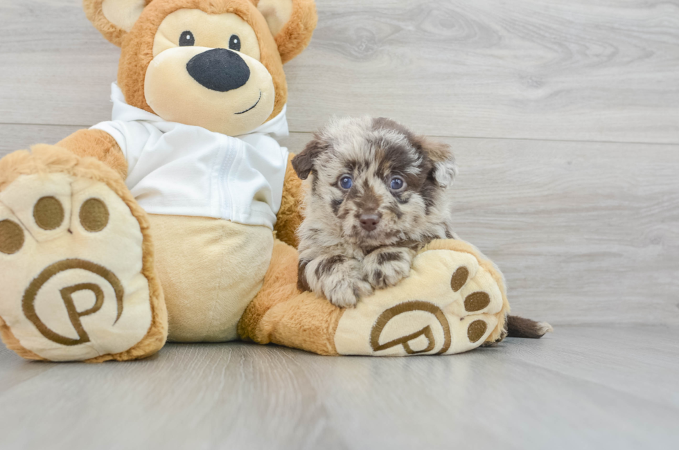 6 week old Mini Labradoodle Puppy For Sale - Puppy Love PR