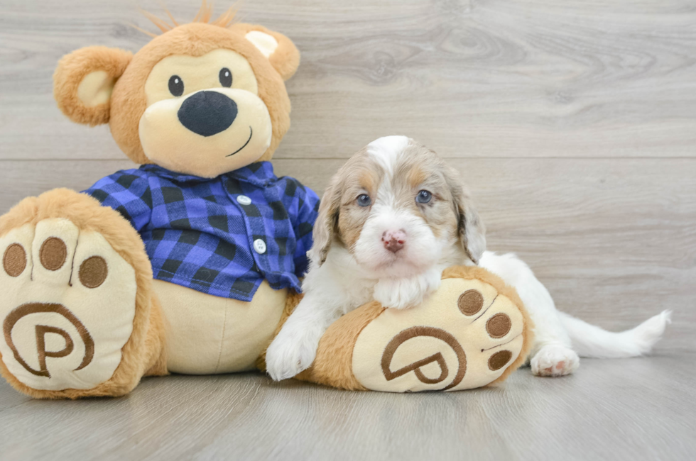 6 week old Mini Labradoodle Puppy For Sale - Puppy Love PR