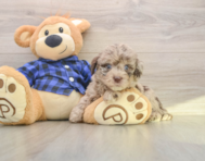 6 week old Mini Labradoodle Puppy For Sale - Puppy Love PR