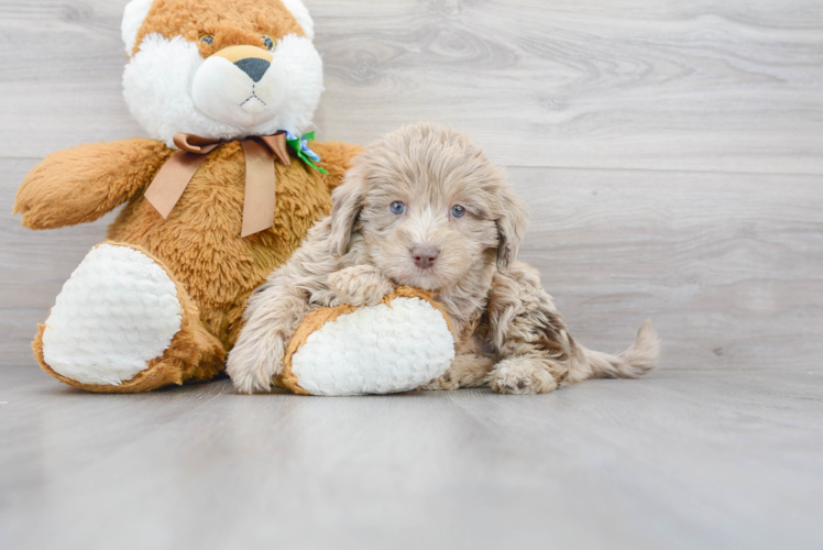 Meet Starbuck - our Mini Labradoodle Puppy Photo 1/3 - Puppy Love PR Best Mini Labradoodle Baby