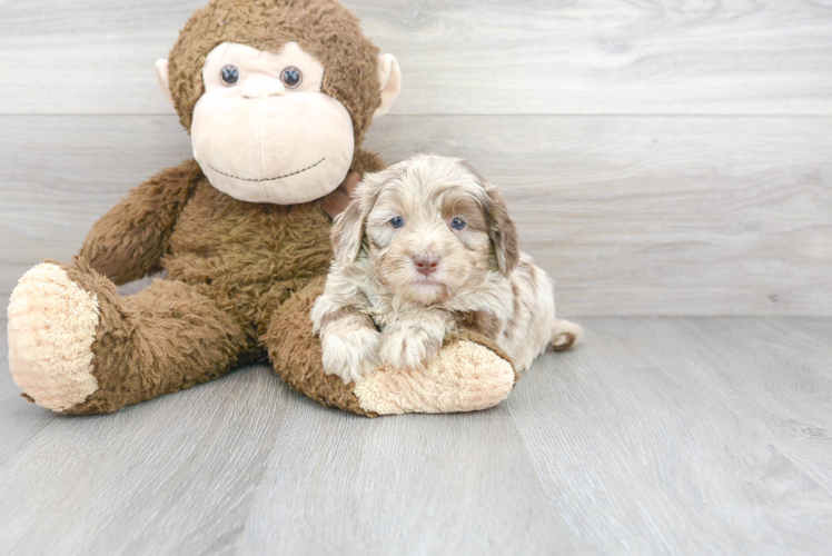 Meet Starbuck - our Mini Labradoodle Puppy Photo 1/3 - Puppy Love PR Best Mini Labradoodle Baby