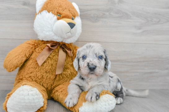 Sweet Mini Labradoodle Baby