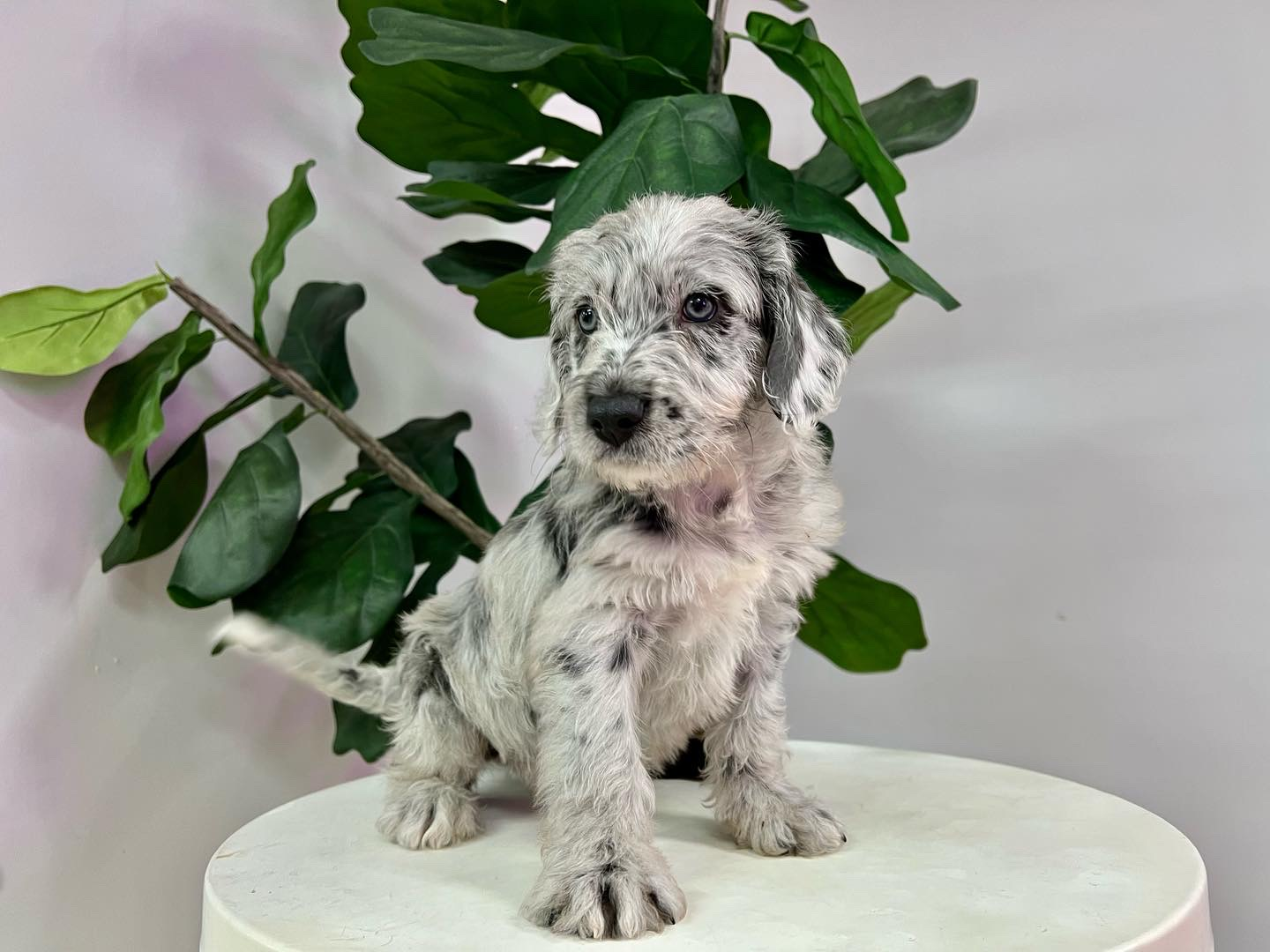 Mini Labradoodle Pup Being Cute