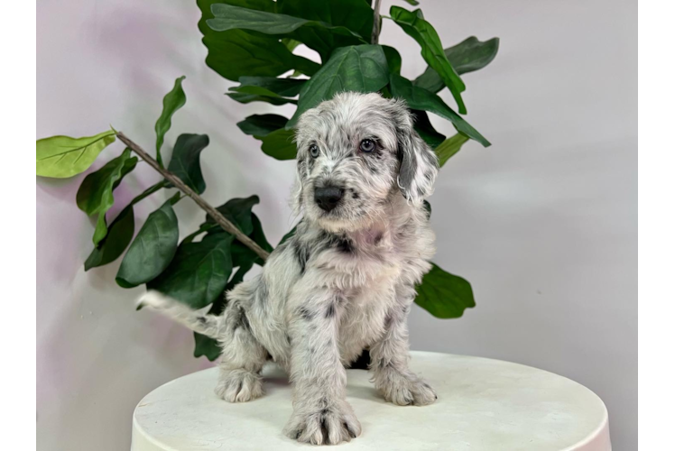 Mini Labradoodle Pup Being Cute