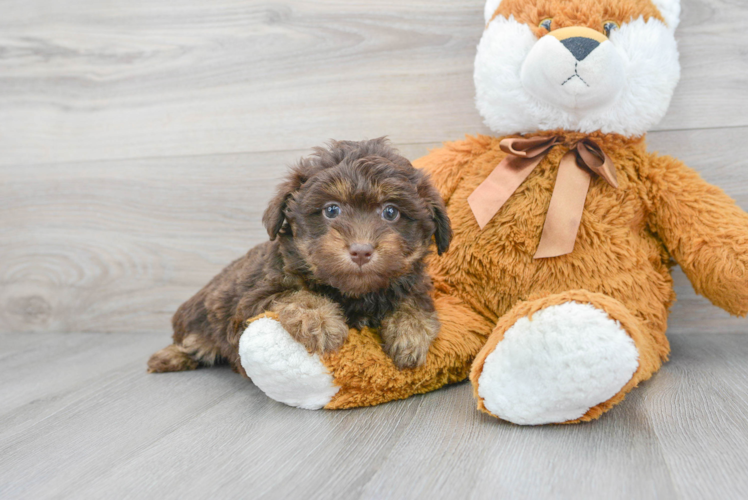 Mini Labradoodle Pup Being Cute