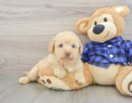 7 week old Mini Labradoodle Puppy For Sale - Puppy Love PR