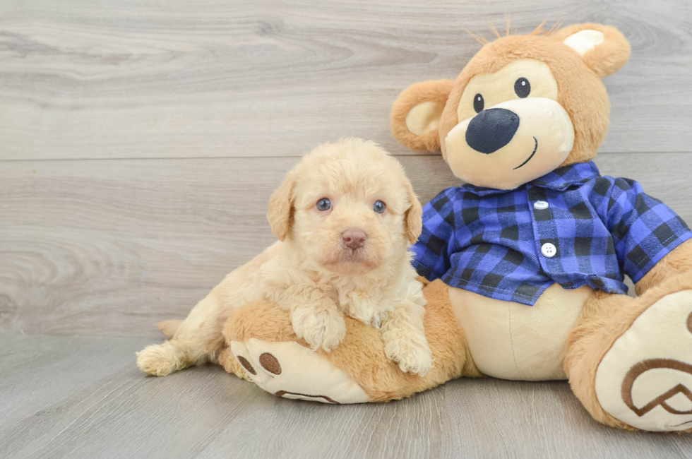 6 week old Mini Labradoodle Puppy For Sale - Puppy Love PR