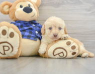 7 week old Mini Labradoodle Puppy For Sale - Puppy Love PR