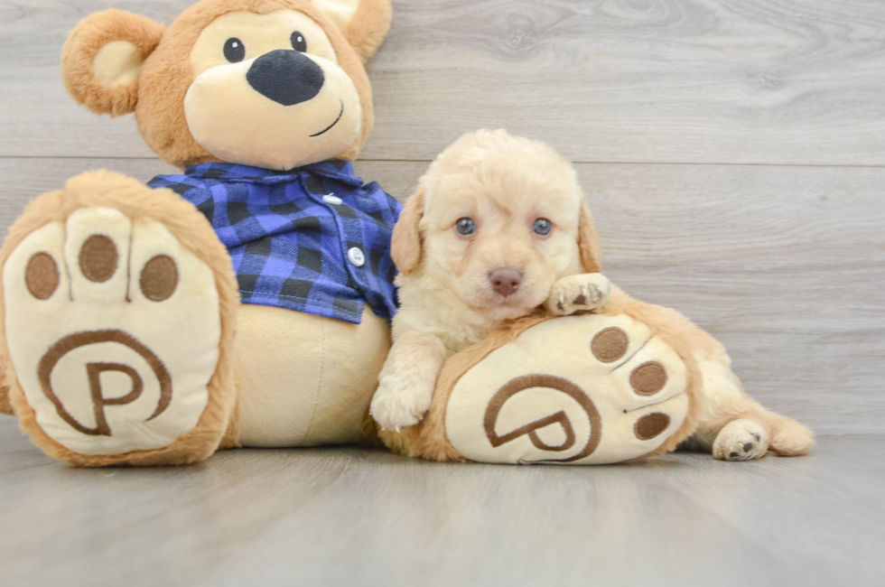 6 week old Mini Labradoodle Puppy For Sale - Puppy Love PR