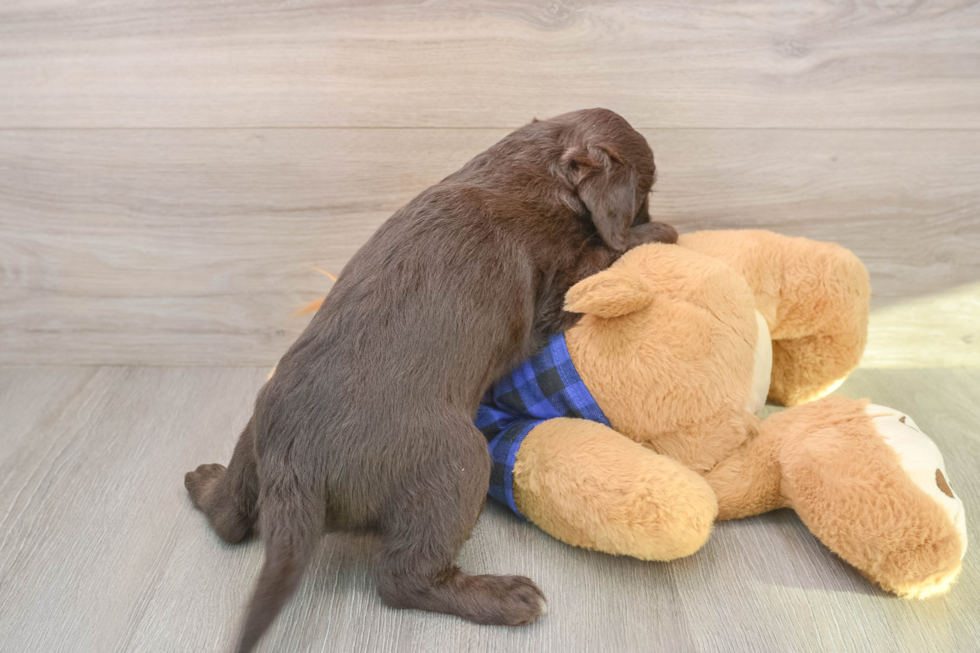 Cute Mini Labradoodle Baby