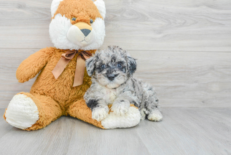 Energetic Labrador Poodle Mix Puppy